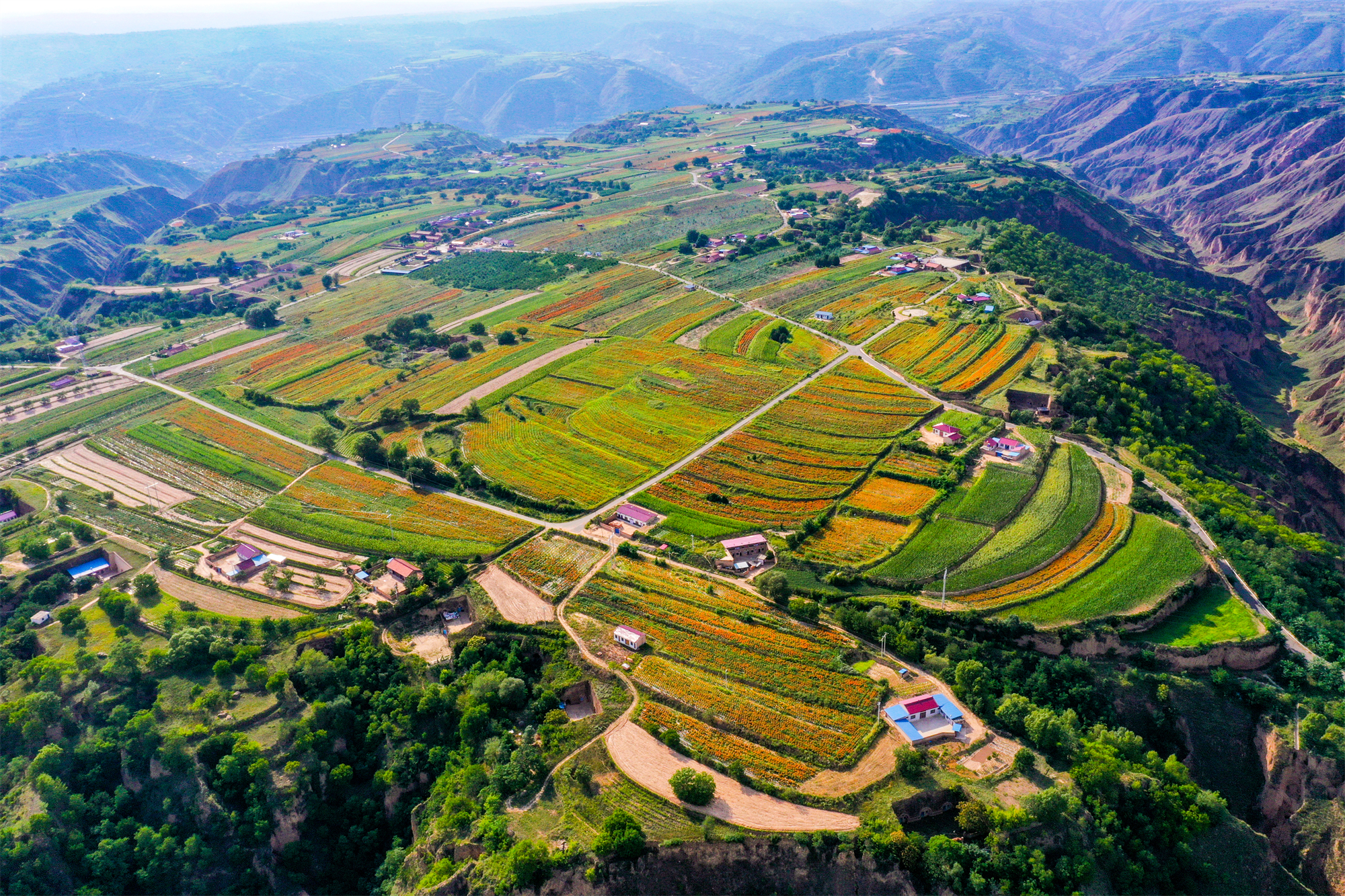 庆城县玄马镇郑家塬村陇上花海（2021年摄影：王世军）.jpg